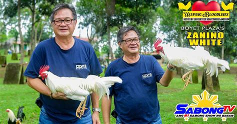 joe zanino white history|Zanino White Bloodline ni Sabong Icon Boyet Plaza .
